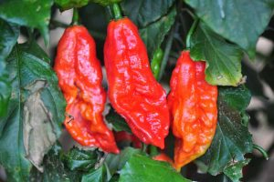 A close up of ripe ghost peppers, ready for harvest, growing on the plant, surrounded by foliage and fading to soft focus in the background.