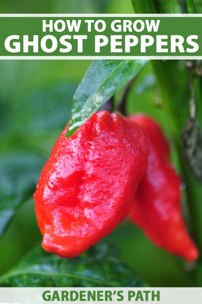 A close up vertical picture of a red ripe ghost pepper ready for harvest, on a green soft focus background. To the top and bottom of the frame is green and white text.