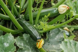 How to Plant and Grow Zucchini