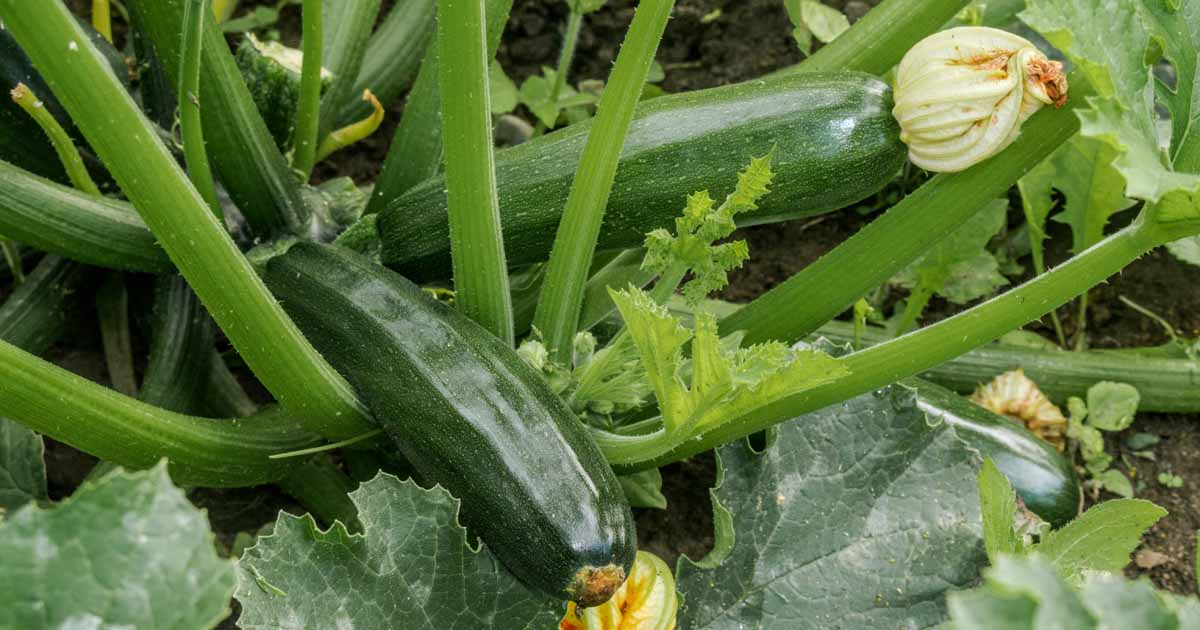 What Grows Well With Squash? 