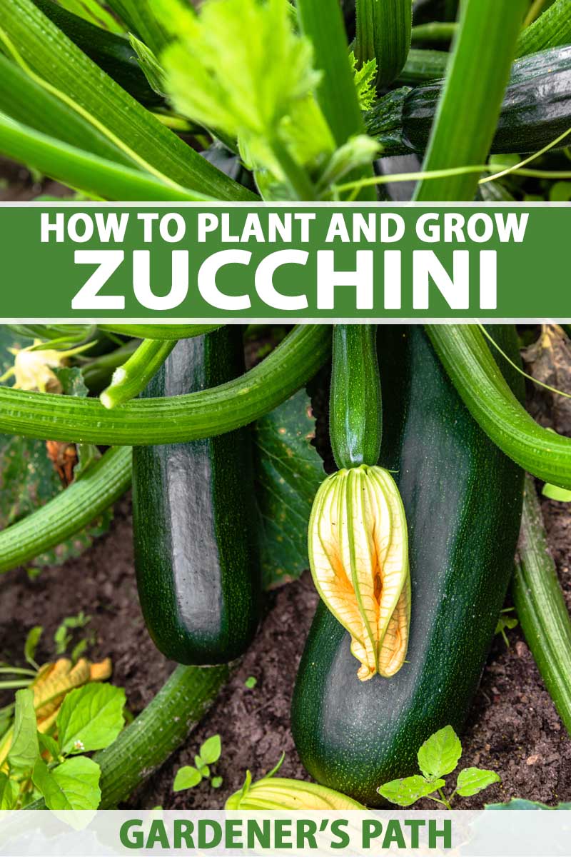 A close up vertical picture of ripe zucchini squash growing in the garden, with soil in soft focus in the background. To the center and bottom of the frame is green and white text.