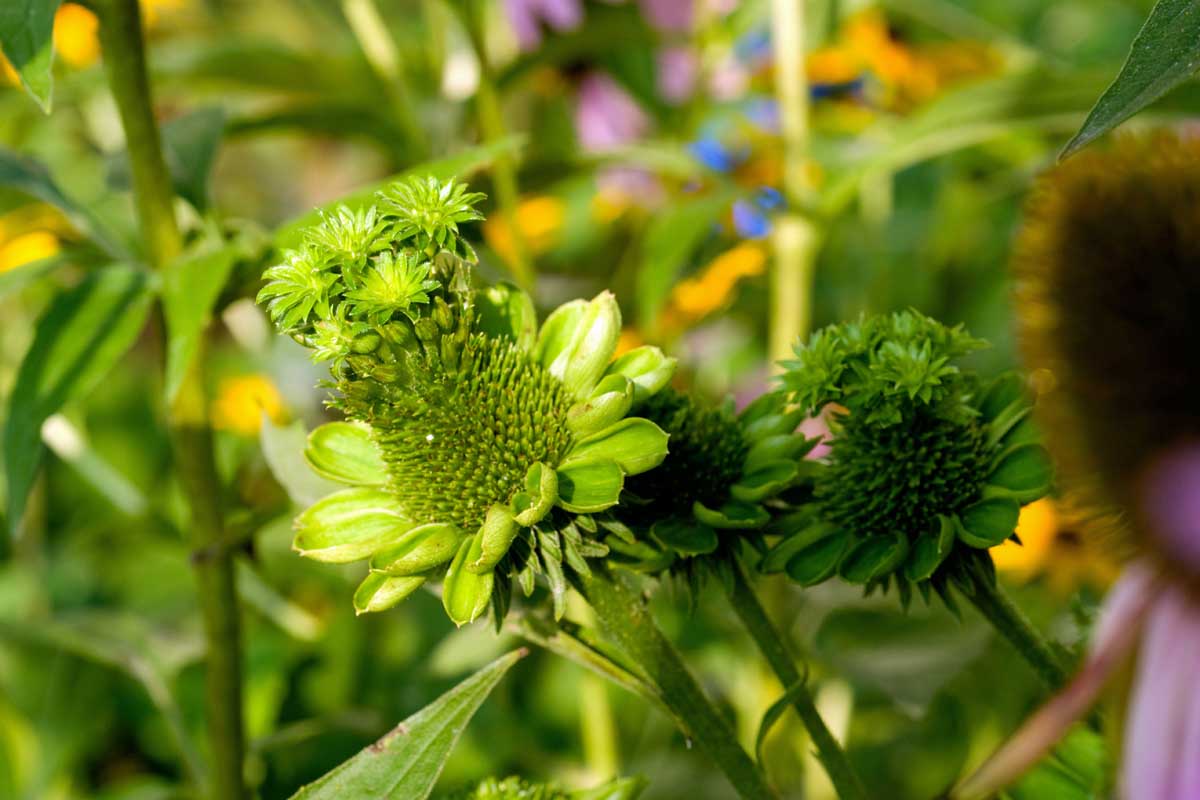 Close up of a green deformed coneflower infected by aster yellows.
