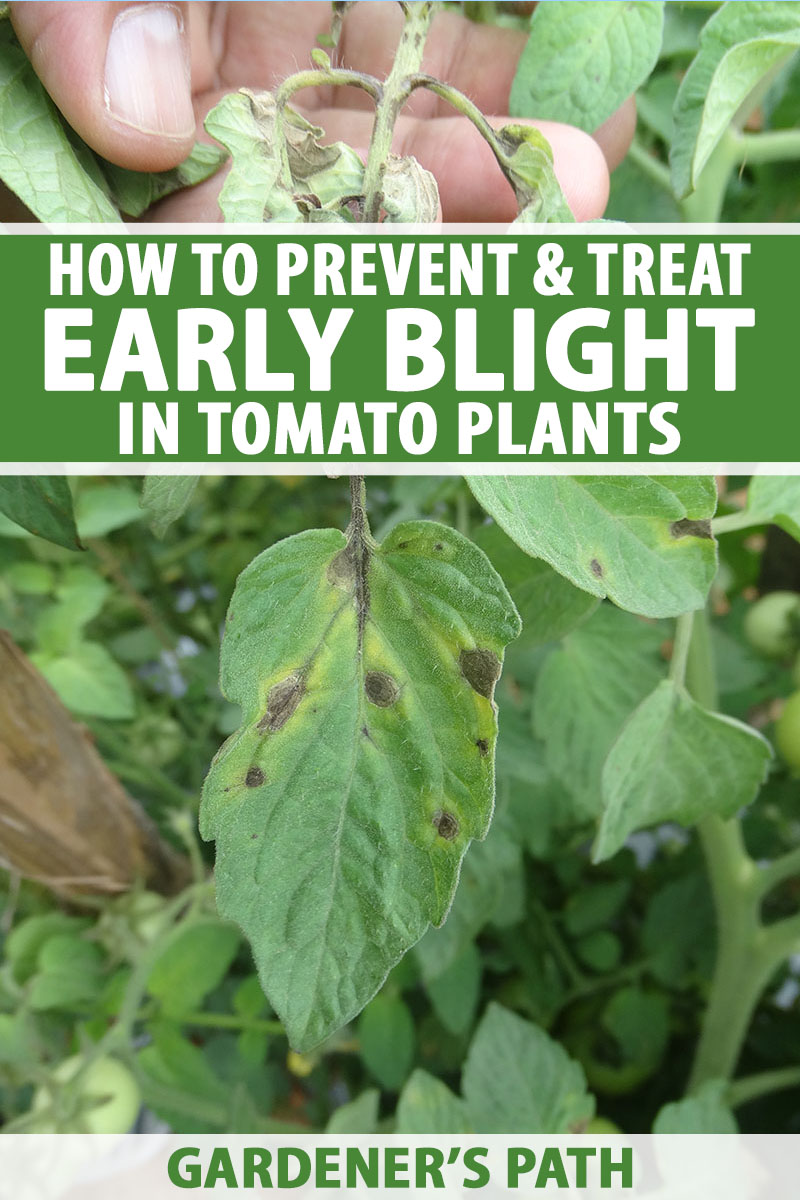 How To Eradicate Early Blight On Tomatoes Alternaria Gardener S Path,How To Store Peaches Before Canning