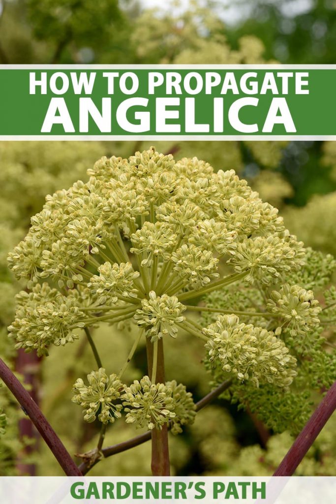 A close up vertical picture of a large Angelica archangelica flower head before it is setting seed, the white flowers contrasting with the light purple stems, pictured on a soft focus background. To the top and bottom of the frame is green and white text.
