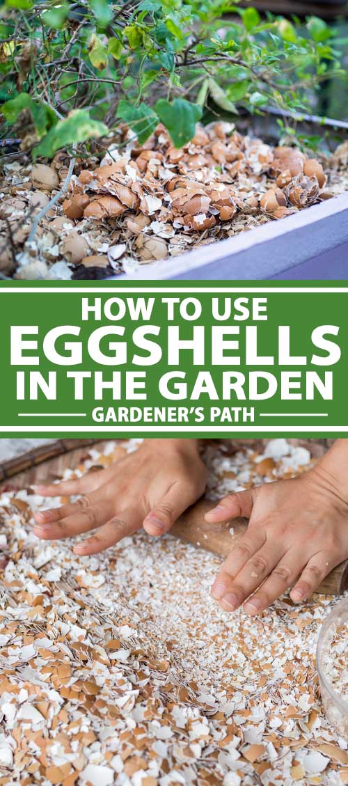 How To Use Eggshells In The Garden For Soil Compost And As Pest Control Pin 2 