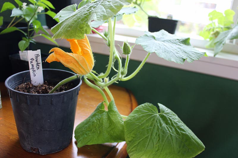 A close up of a young Cucurbita pepo 'Howden' growing in a small black plastic pot, with a bright orange flower and large leaves, on a wooden surface.