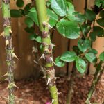 How to Identify and Treat 9 Common Rose Diseases | Gardener’s Path