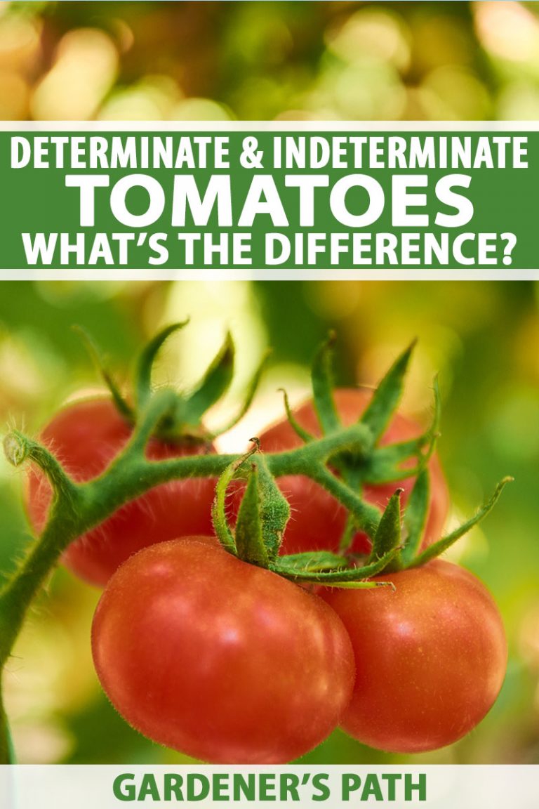 Should You Grow Determinate or Indeterminate Tomatoes?