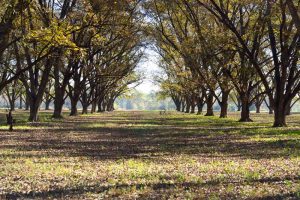A photo of a shady pecan grove showing a sparsely plant populated lane between rows.