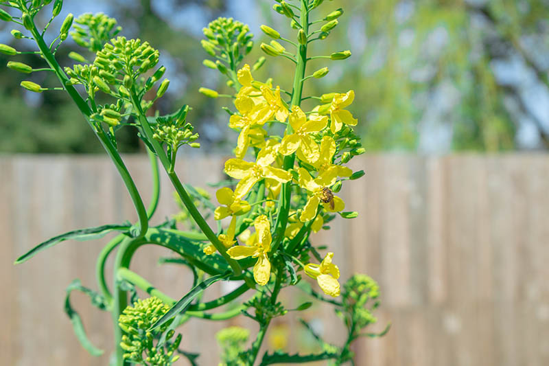 A close up of a Brassica napus plant that has bolted and produced yellow flowers atop the flower stalks, on a soft focus background.