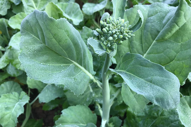 A close up top down picture of a flowering shoot of the Brassica oleracea plant in the second season, commonly harvested as napini.