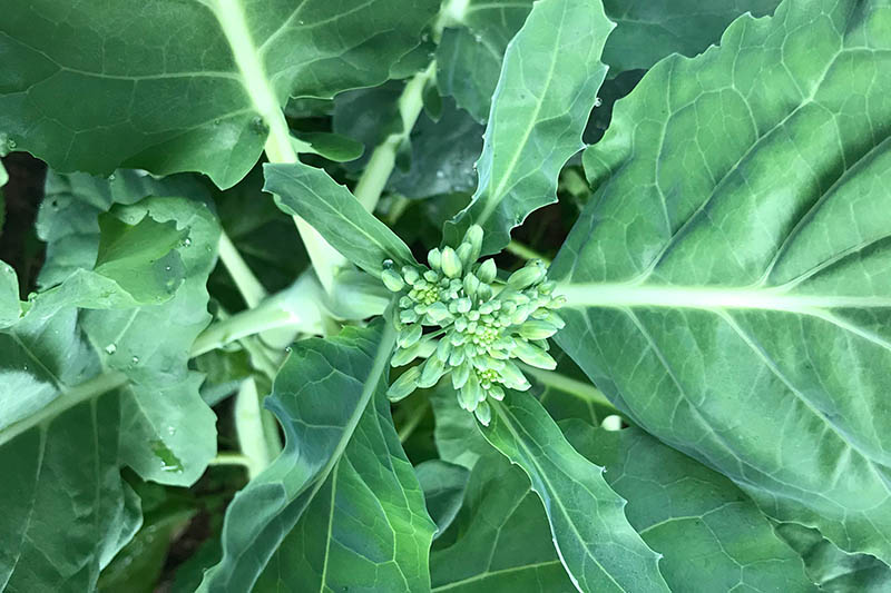 A close up of a kale plant that has started to bolt, producing small flower heads that can be harvested as napini, surrounded by green foliage on a soft focus background.