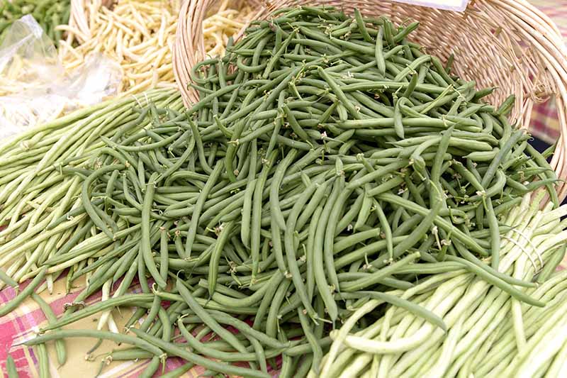 A close up of a large wicker basket overflowing with green bush beans at a farmer's market with various other vegetables in soft focus in the background.