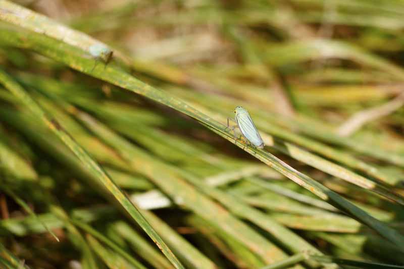 A green leafhopper on a stem of grass.