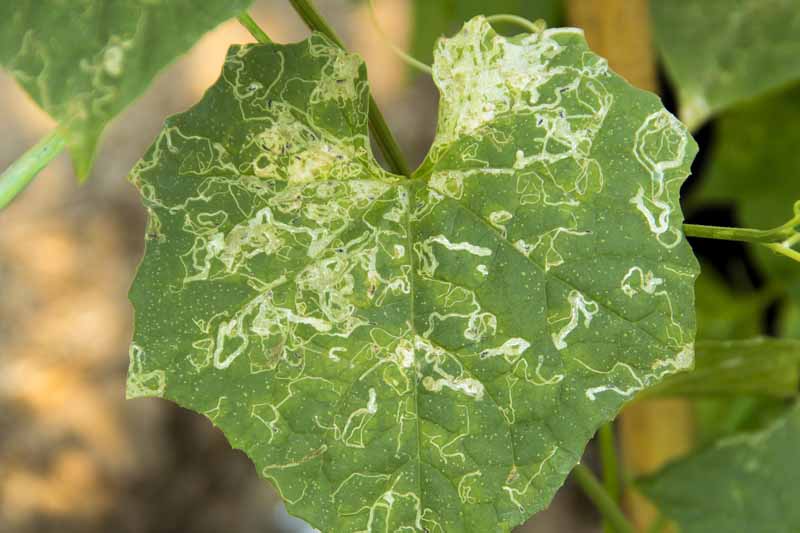 A close up of a large green leaf damaged by leafminers, pictured on a soft focus background.
