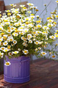 How to Grow Chamomile in Pots and Containers | Gardener’s Path
