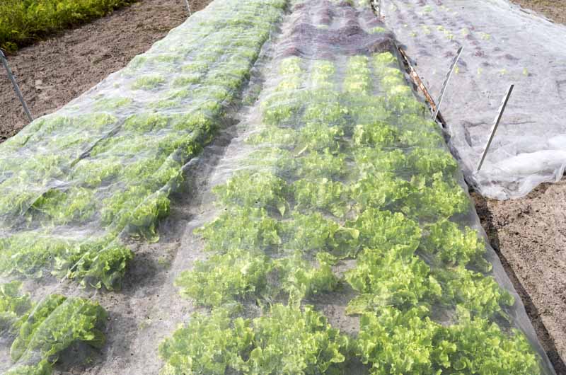 Rows of lettuce plants growing under floating row covers.