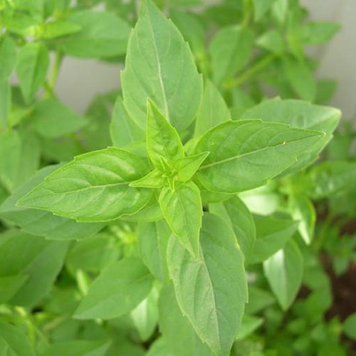 A top down close up of Ocimum basilicum 'Lime' growing in the garden on a soft focus background.