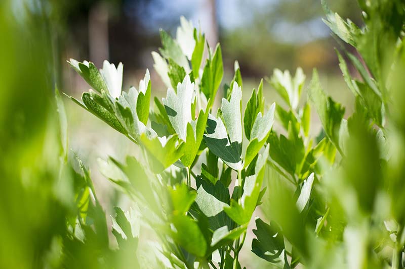 A close up of the foliage of Levisticum officinale growing in the garden, pictured in bright sunshine on a soft focus background.