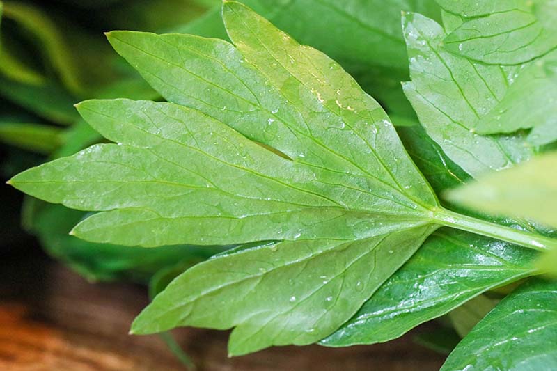 A close up picture of a Levisticum officinale leaf with light droplets of water on a soft focus background.