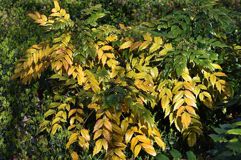 A close up of the autumn colors of Oregon Grape, or Mahonia plant.
