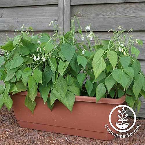 A close up of a small terra cotta rectangular container with a Phaseolus vulgaris 'Mascotte' bean plant in flower. To the bottom right of the frame is a white circular logo and text.