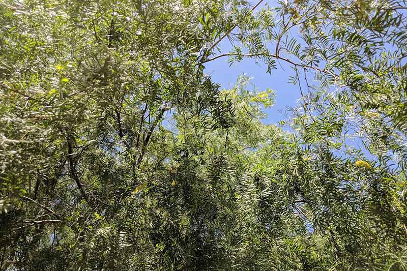 A view of the canopy of a mesquite tree with blue sky in the background.