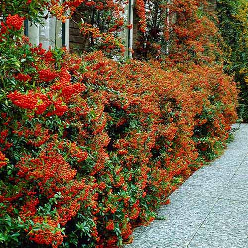 A square image of firethorn pyracantha growing as a hedge outside a residence.