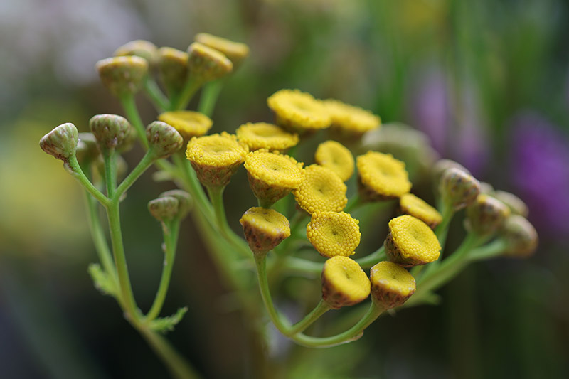 A close up of the yellow flowers of the 'Moonshine' variety of Achillea on a soft focus background.