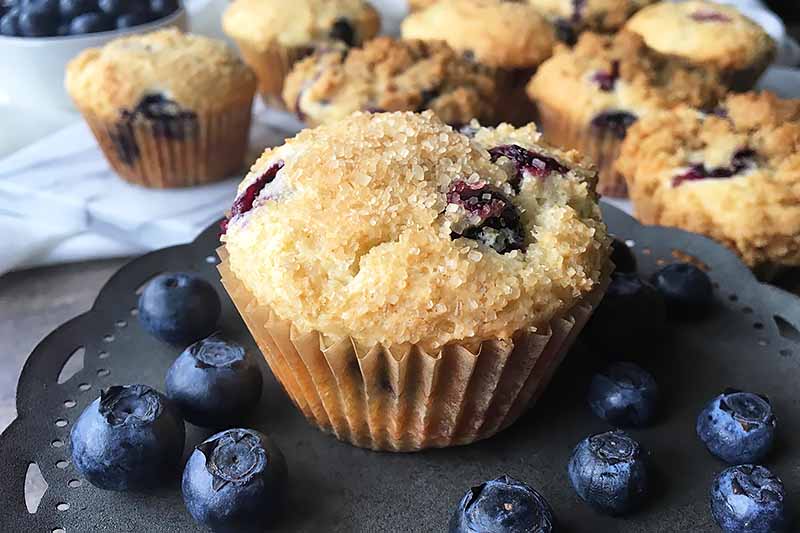 A close up of a blueberry muffin set on a dark plate with fresh blueberries scattered around, and more muffins are shown in soft focus in the background.