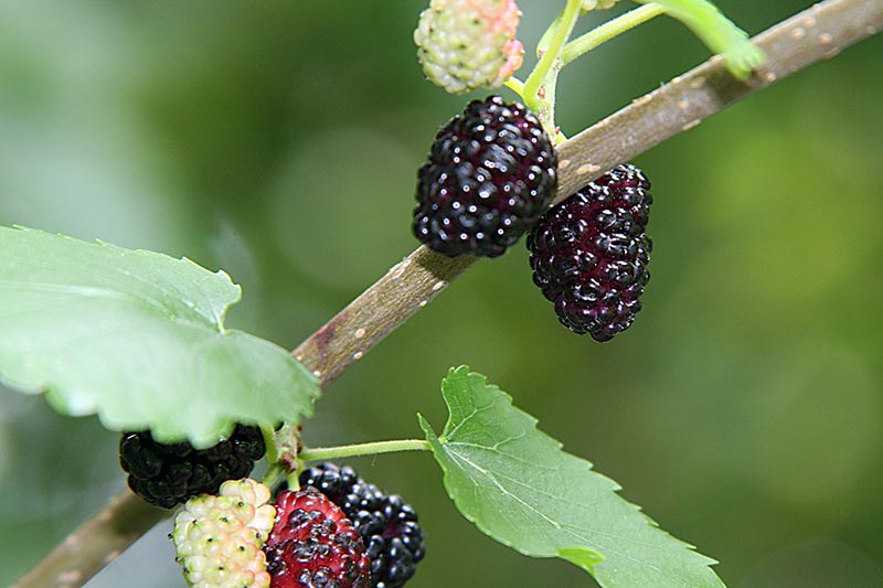 A close up of mulberries ripening on the stem on a green soft focus background.