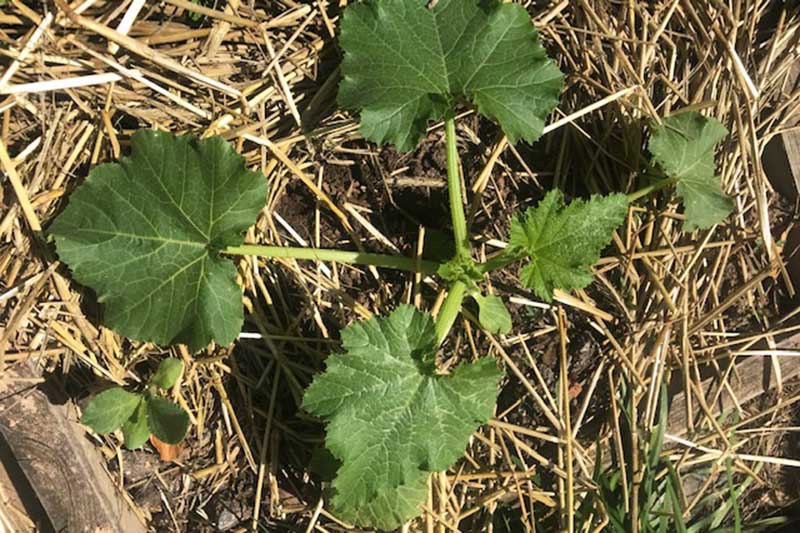 A close up top down picture of a young zucchini seedling surrounded by straw mulch in a raised garden bed.