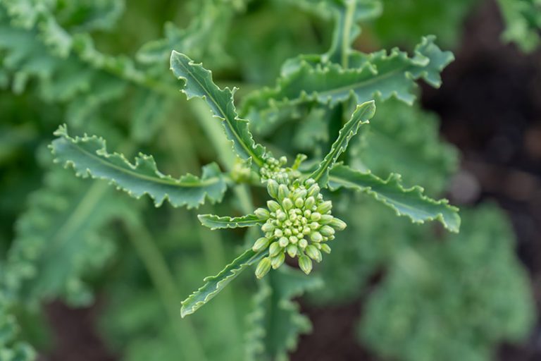 Napini How to Grow Napini Kale | Gardener’s Path