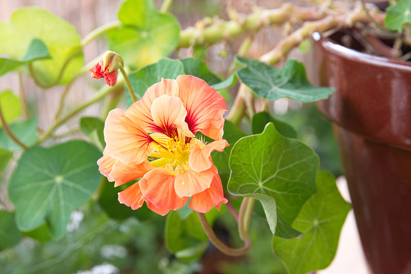 A close up of a nasturtium flower growing in a ceramic pot on a soft focus background.