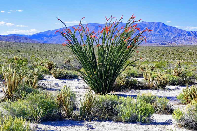 A large ocotillo growing in the desert with long upright stems covered in thorns and foliage and bright red flowers at the ends of the branches.