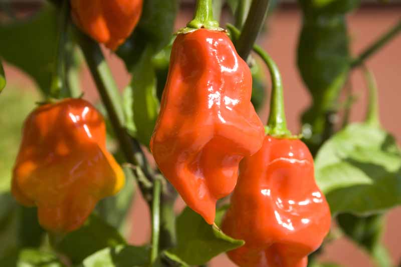 A close up of almost ripe 'Bhut Jolokia' fruit growing on the plant, pictured in bright sunshine on a soft focus background.
