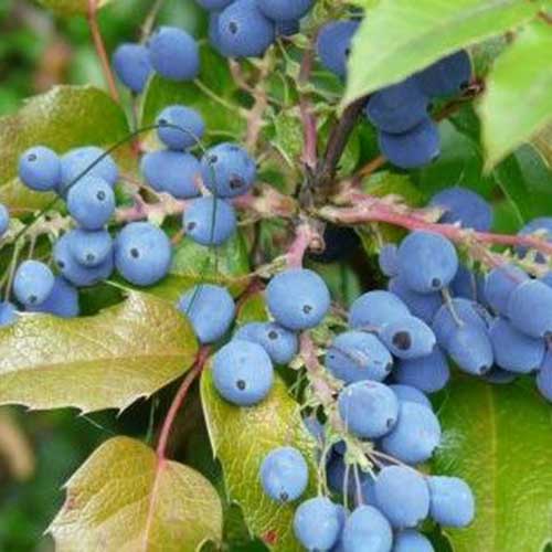 A close up of the blue fruit and green foliage of the Oregon grape, mahonia plant.