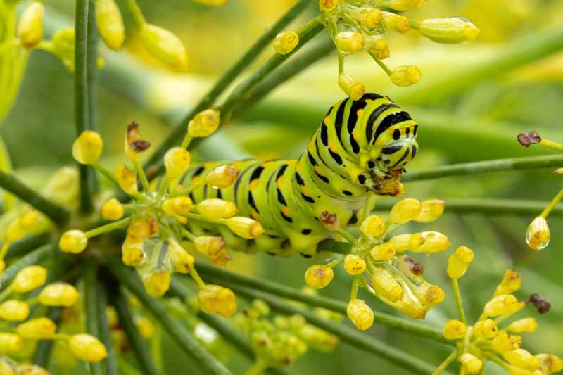 A close up of a small parsley worm munching on tiny yellow flowers on an Anethum graveolens plant.