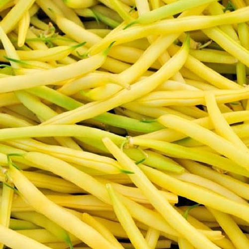 A close up of the bright yellow Phaseolus vulgaris 'Pencil Pod Wax' vegetables.