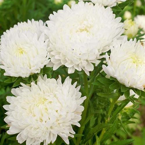 A close up of Callistephus chinensis 'Peony Duchess' white flowers growing in the garden.