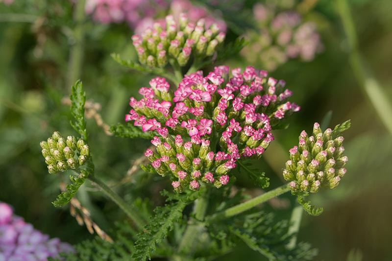 A close up of the tiny pink unopened flower buds of Achillea millefolium growing in the garden, pictured in light sunshine on a soft focus background.