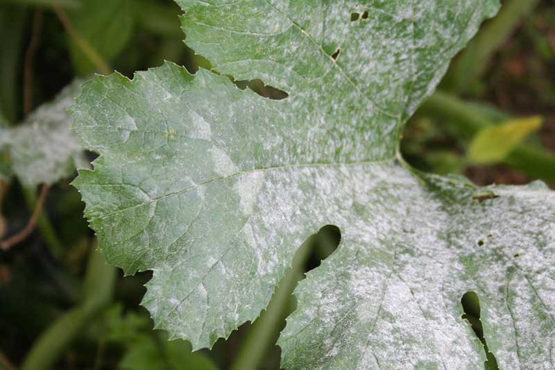 A close up of a leaf with powdery mildew, a fungal infection, pictured on a soft focus background.