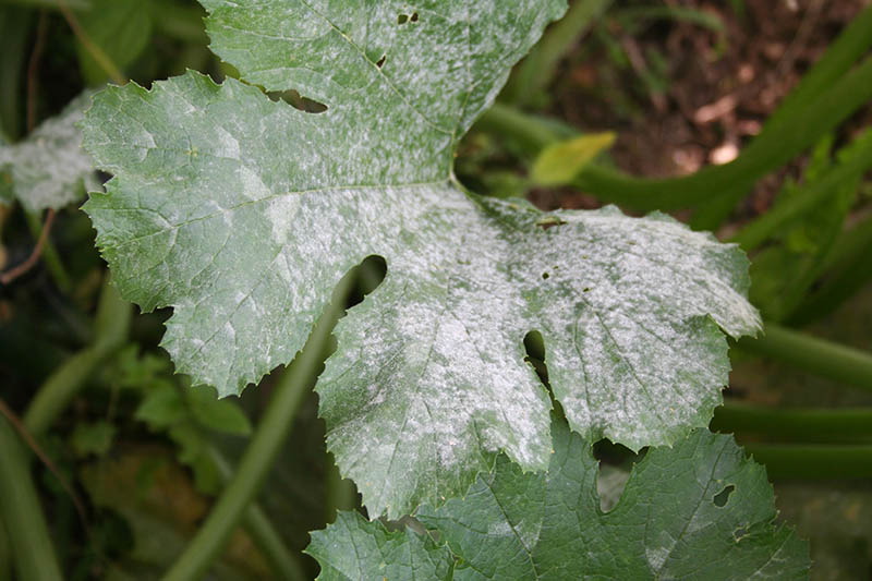 A close up of a courgette leaf suffering from powdery mildew on a soft focus background.