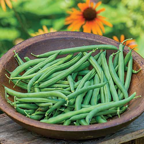 A close up of a wooden bowl containing Phaseolus vulgaris 'Prevail' beans set on a wooden surface with flowers in soft focus in the background.
