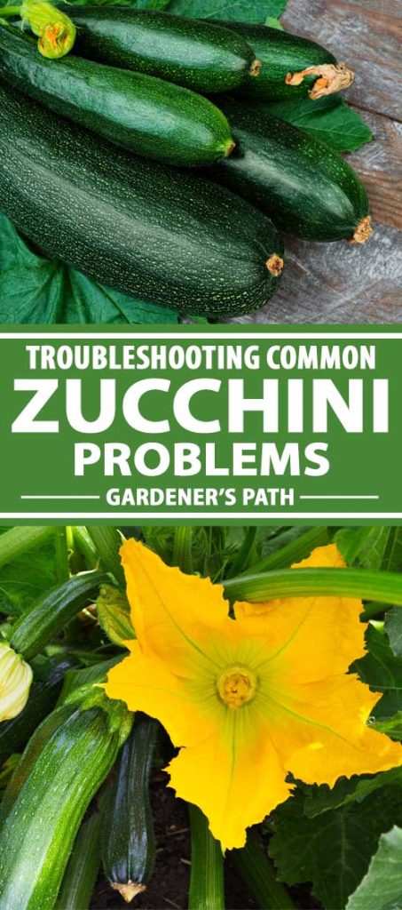 A collage of photos showing healthy harvested zucchini and plants growing in the garden.