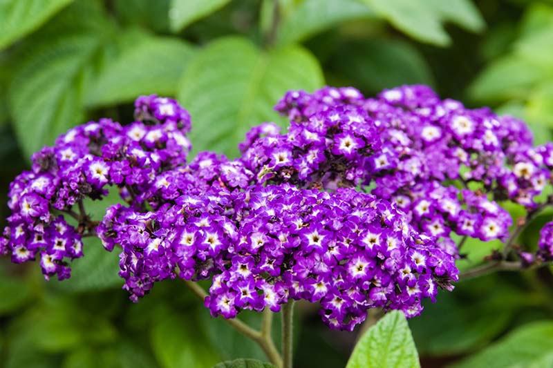 A close up of the purple flower clusters of the Heliotropium arborescens plant, growing in the garden with foliage in soft focus in the background.