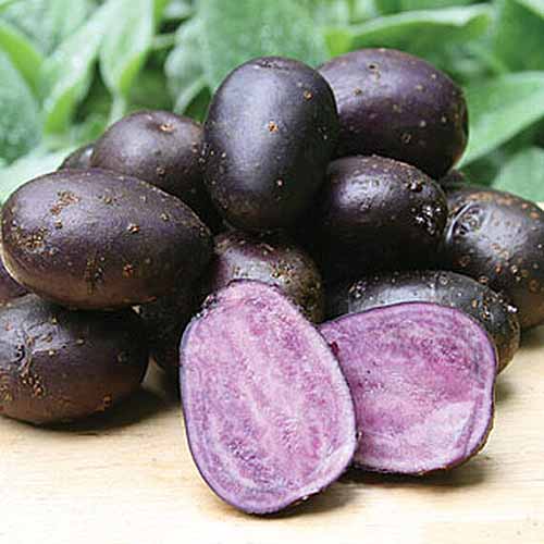 A close up of 'Purple Majesty' potatoes with one in the foreground cut in half, set on a wooden surface.