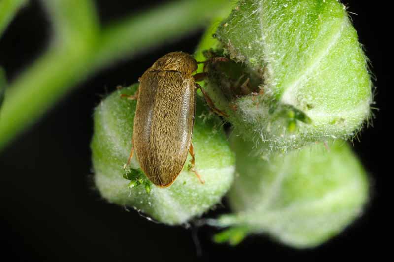 Close up of the Raspberry Beetle (Butyrus) Macro.