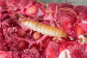 How to Control Raspberry Fruitworms