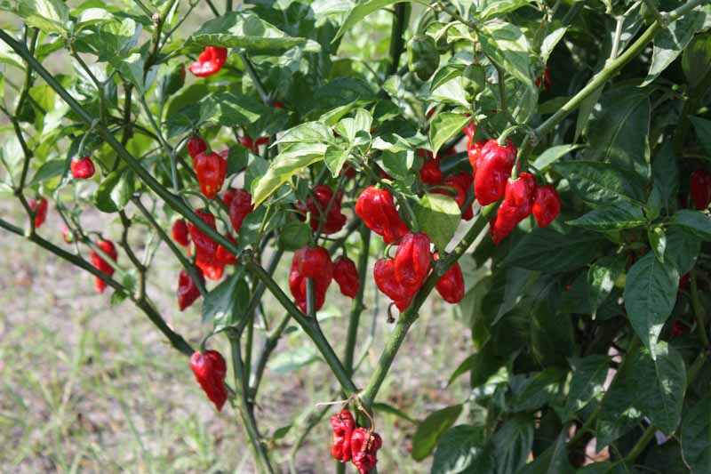 A close up of a large 'Bhut Jolokia' plant with an abundance of red ripe fruits, growing in the garden in the bright sunshine on a soft focus background.